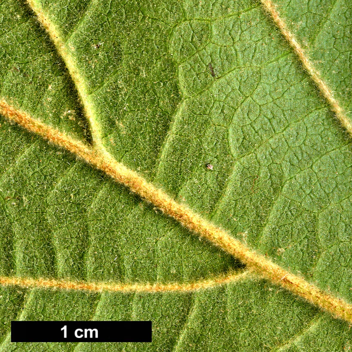 High resolution image: Family: Hamamelidaceae - Genus: Hamamelis - Taxon: japonica × H.vernalis
